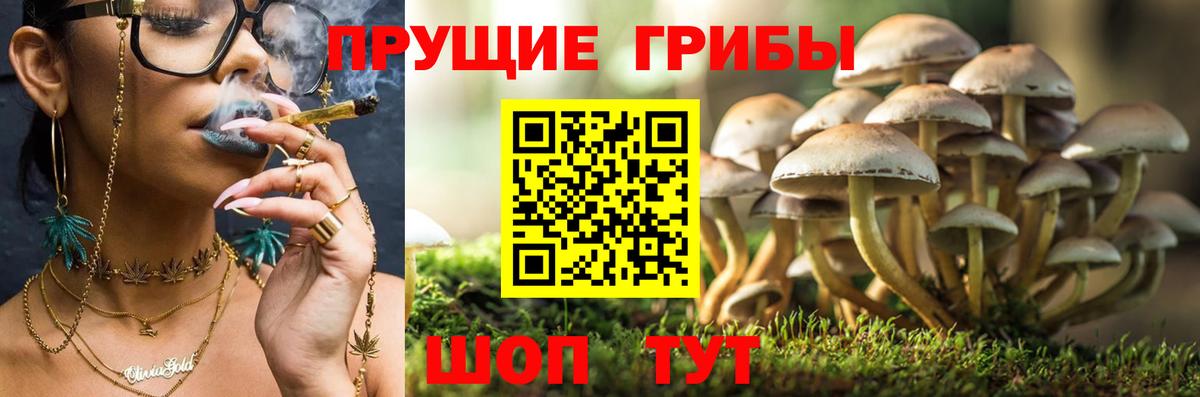 Кировск  Галлюциногенные грибы мухоморы  Вход с VPN  Псилоцибиновые грибы Cubensis 